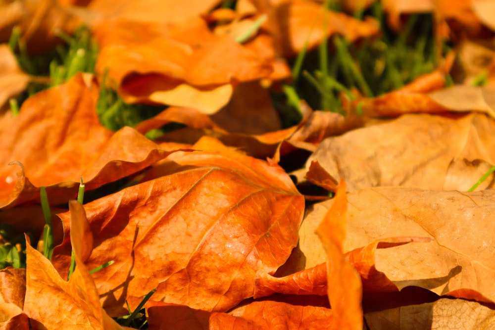 brown dried leaves on green grass during daytime