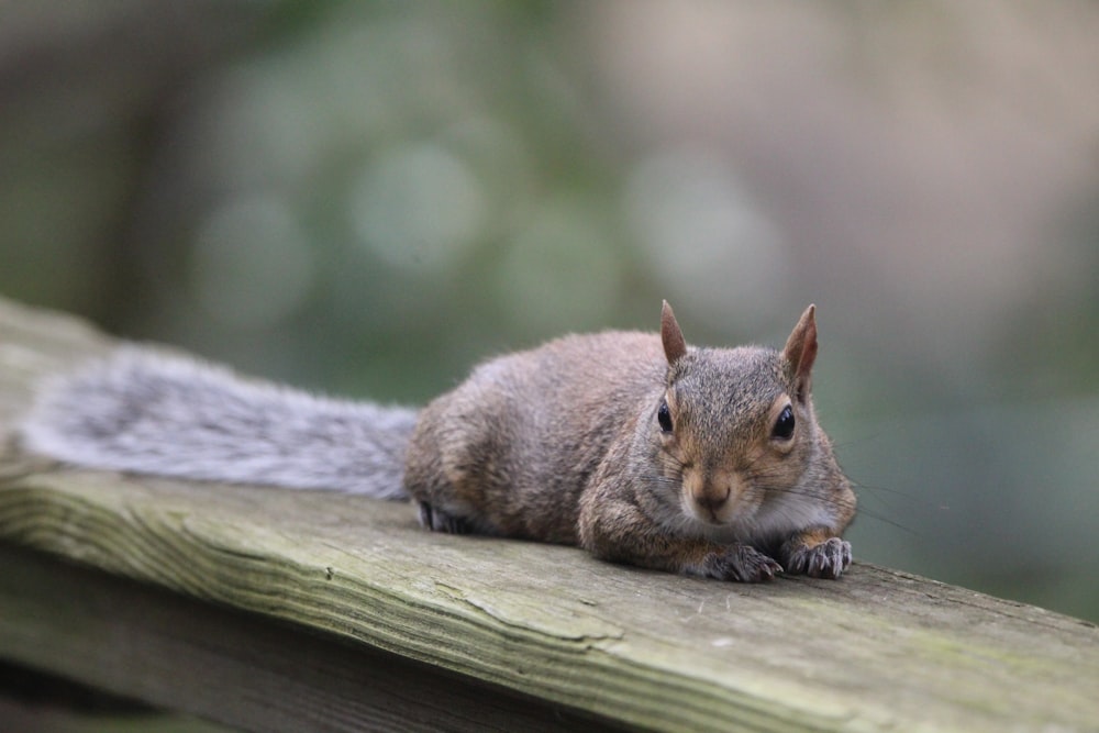 brown squirrel on gray textile