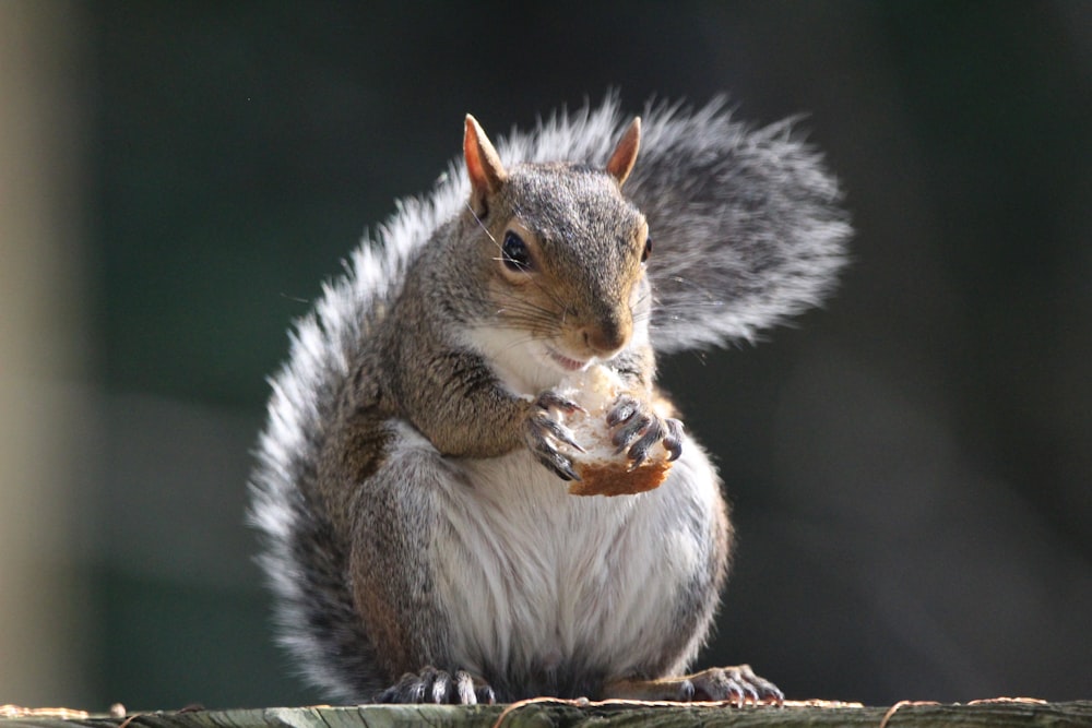 white and gray squirrel on brown tree branch
