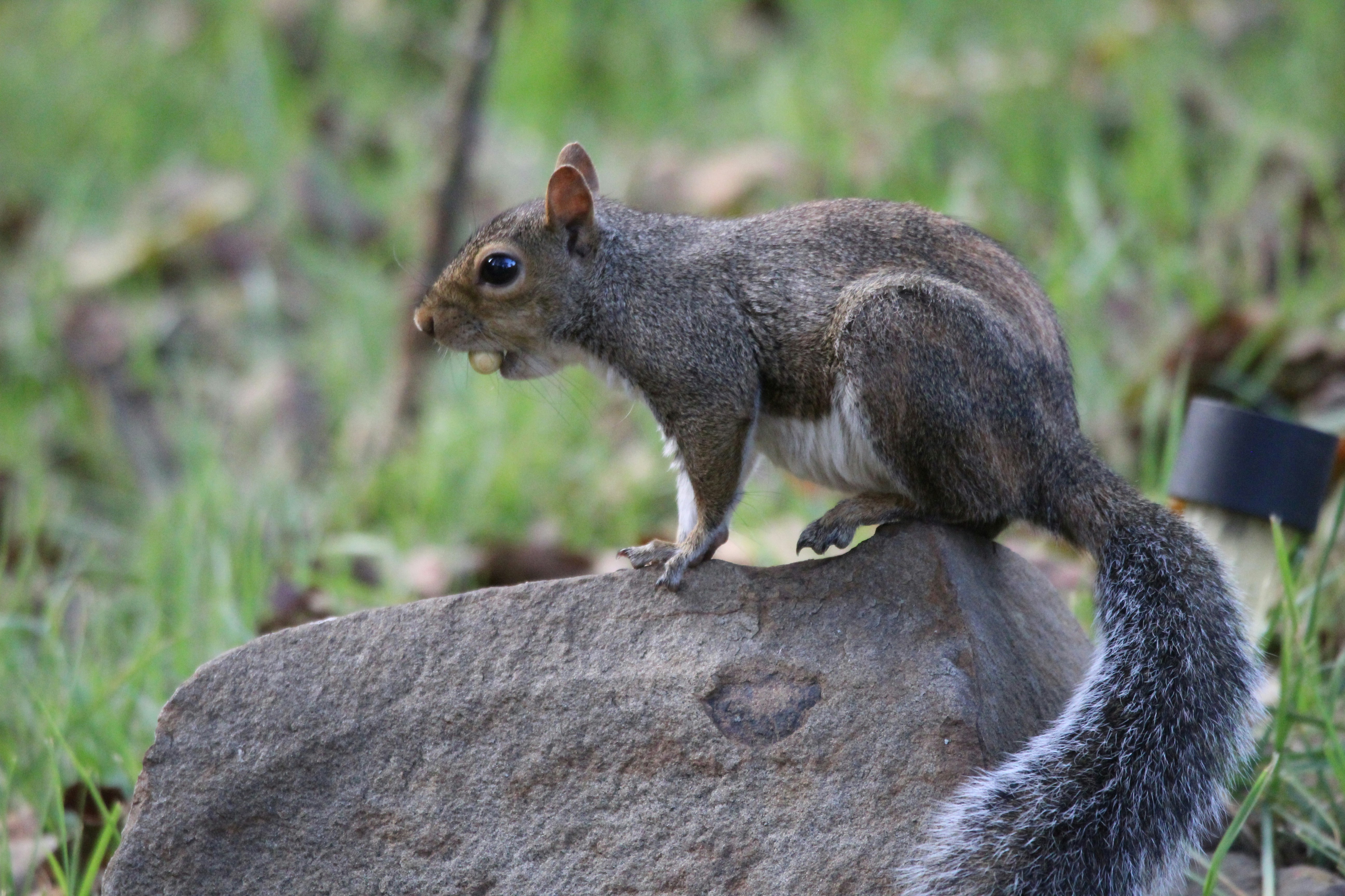 Photo by arkansas007