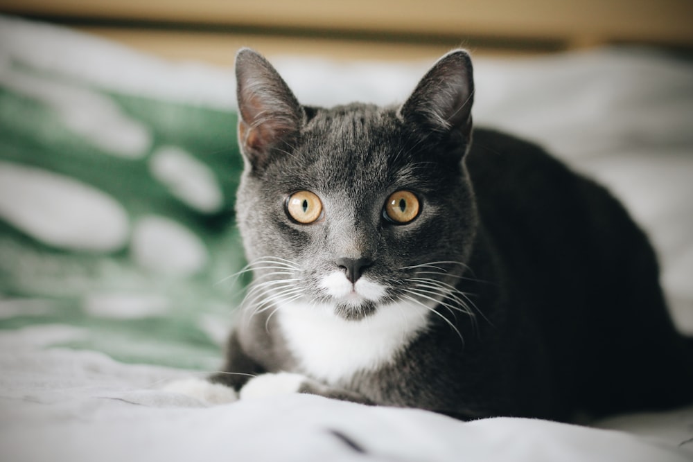 black and white cat on white textile