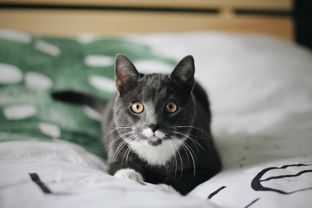 black and white cat on white textile