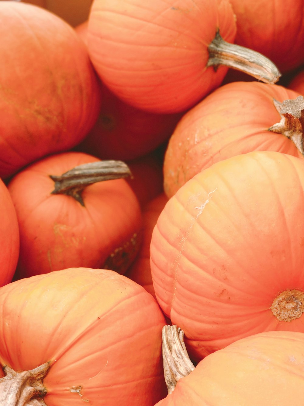 orange pumpkin with green leaves