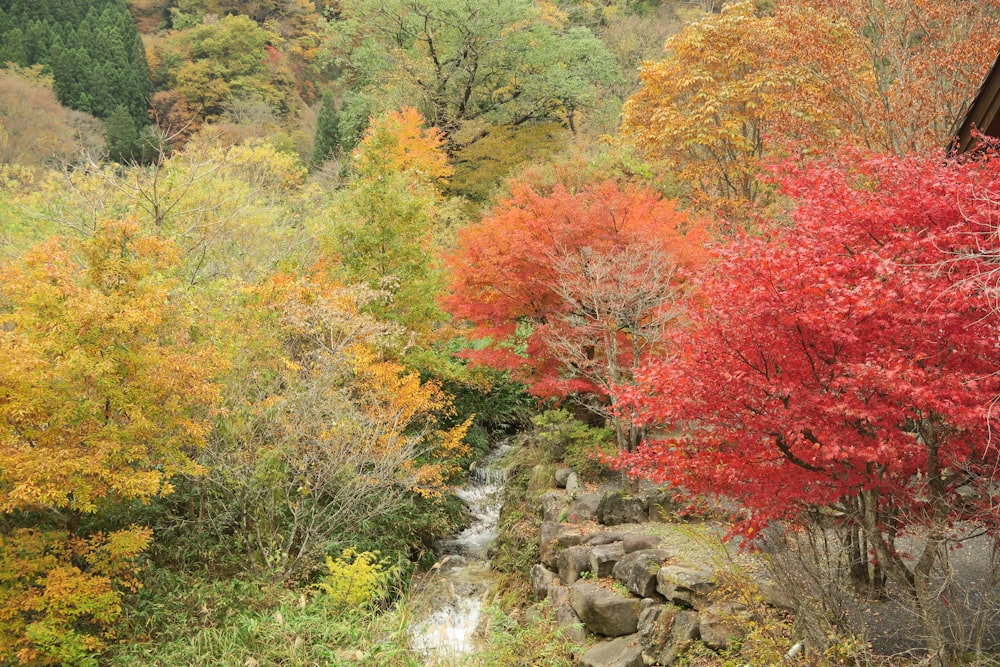 川沿いの赤と緑の木々