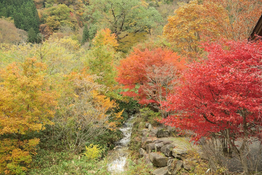 red and green trees beside river