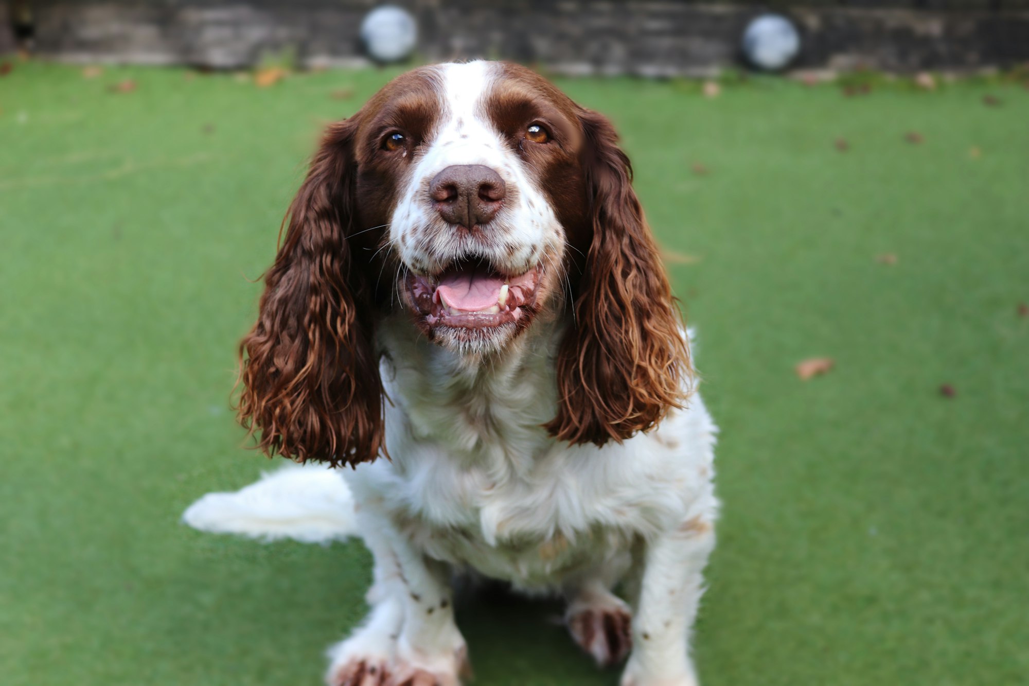 brown and white short coated Springer Spaniel dog on green grass field during daytime