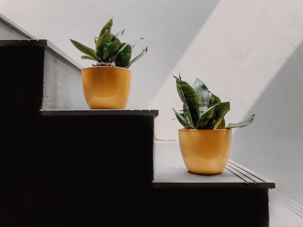 green plant in yellow pot