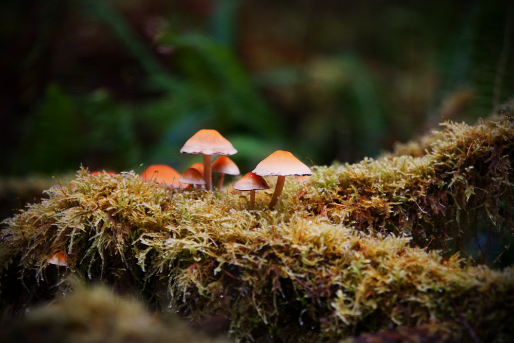 brown and white mushroom in green grass