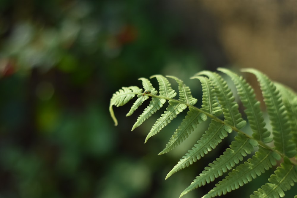 green leaf plant in close up photography