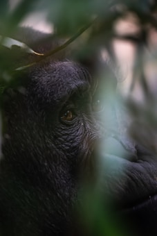 A close-up of a gorilla's face partially obscured by surrounding foliage. The focus is on the gorilla's eye, showing its texture and expression. The image creates a sense of intimacy and mystery as the leaves provide a natural frame.