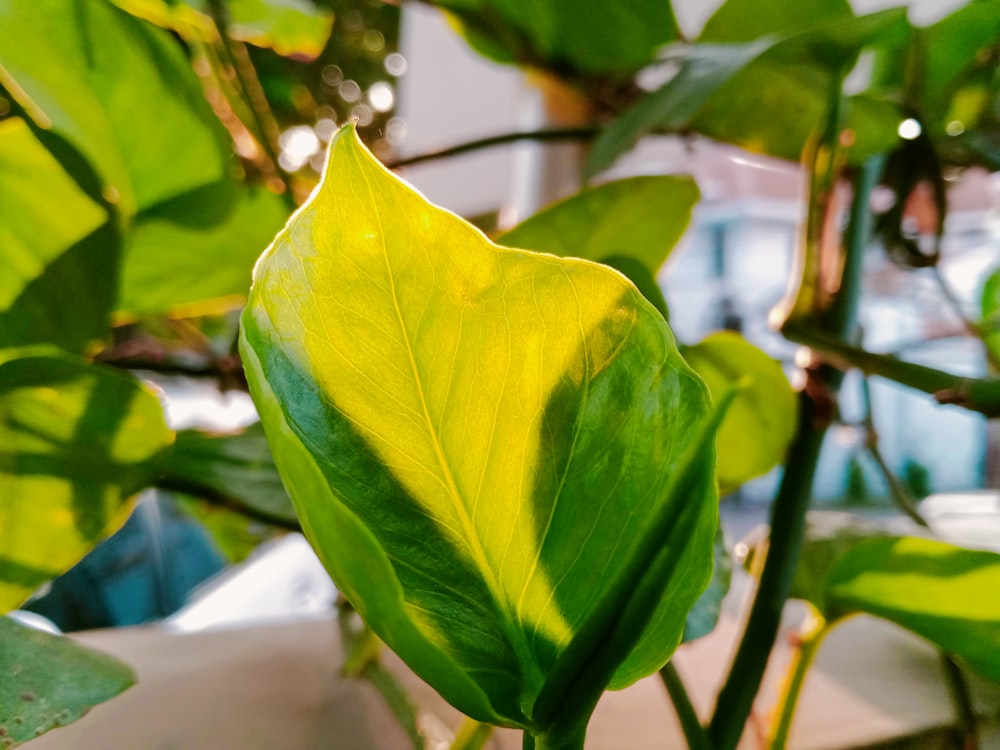 green leaf plant in close up photography