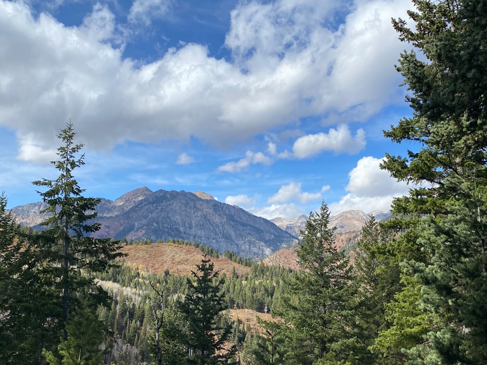 green trees and mountains under blue sky and white clouds during daytime