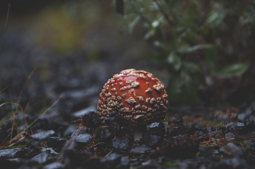 red and white mushroom in close up photography