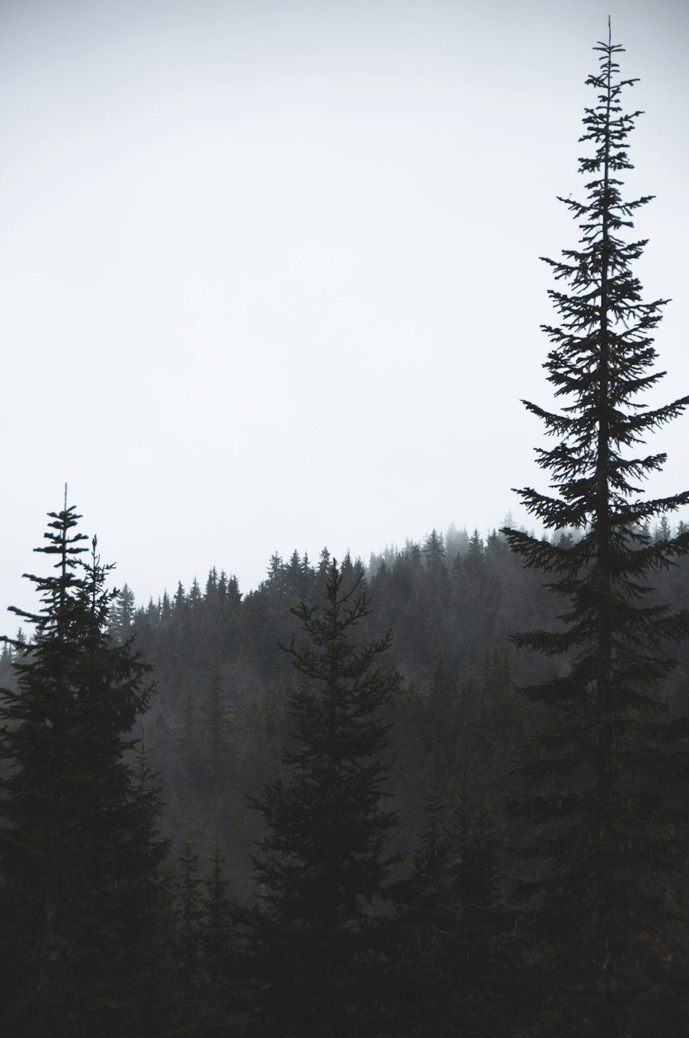 green pine trees covered with fog