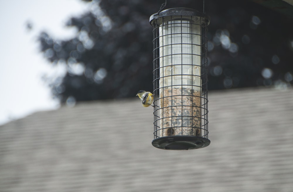 yellow bird on black and brown bird feeder