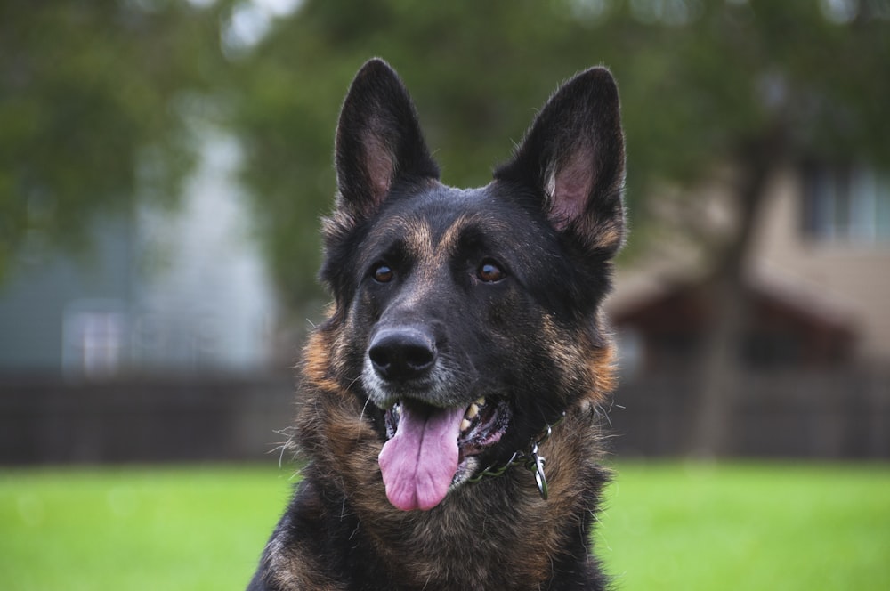 black and tan german shepherd