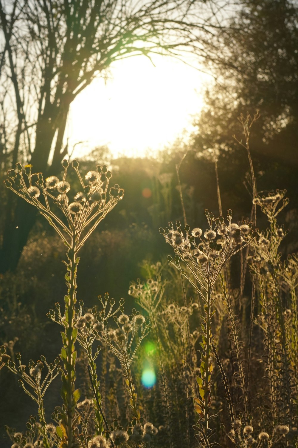 white flowers in tilt shift lens