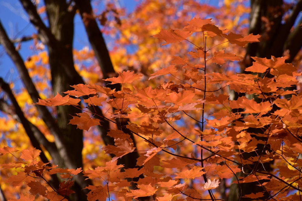 orange maple leaves during daytime