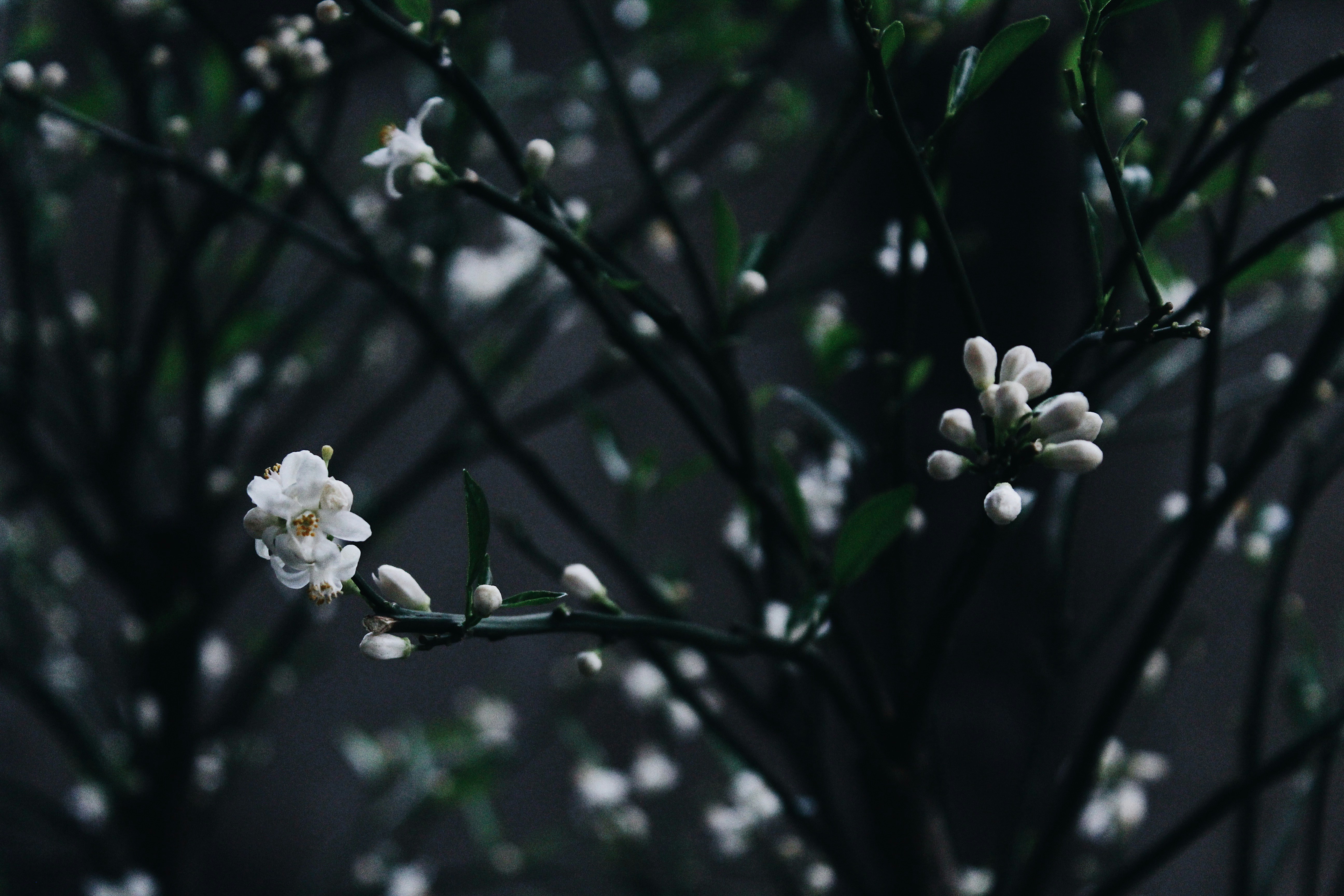 Jasmine Pictures Download Free Images On Unsplash