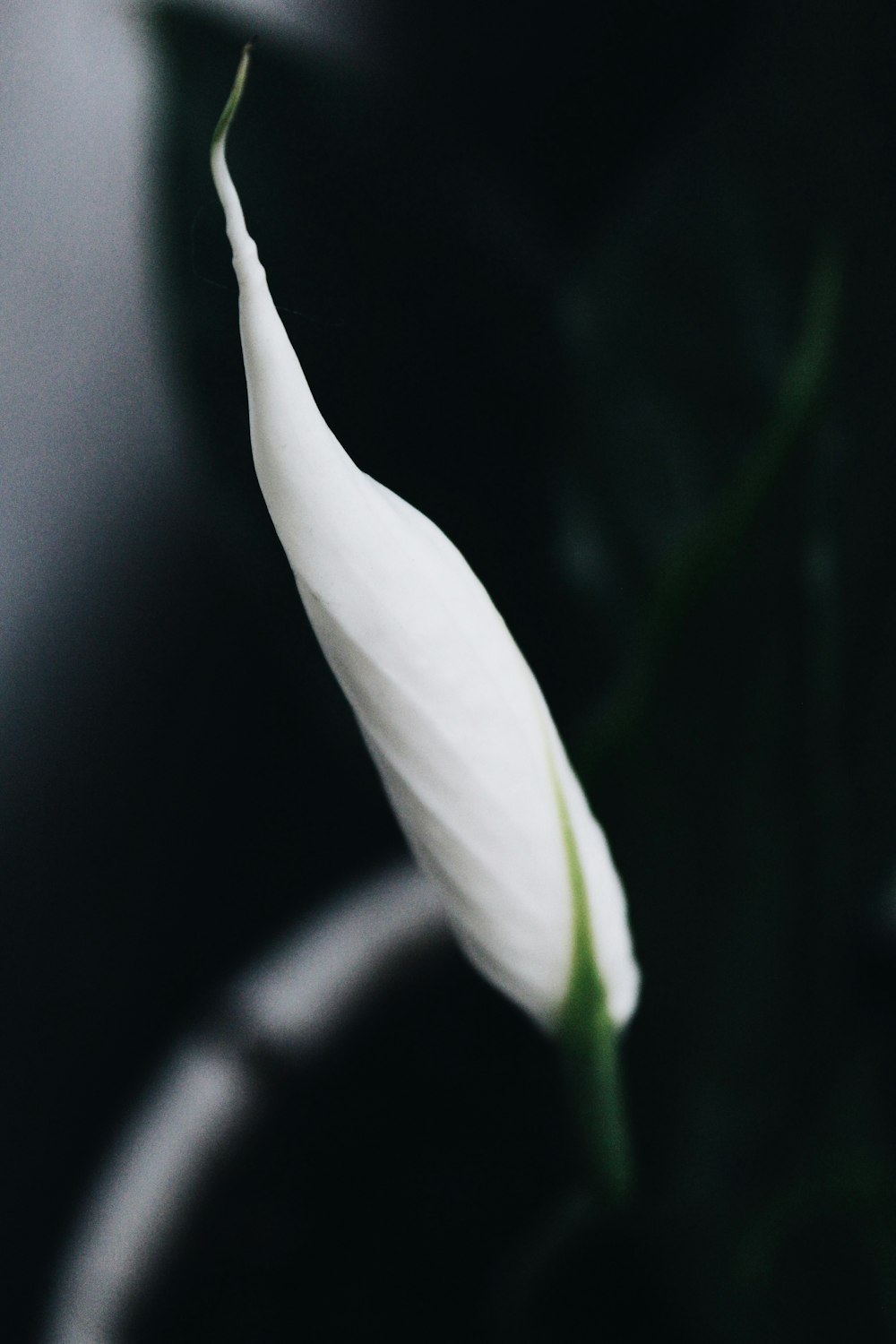 botão branco da flor na fotografia de perto