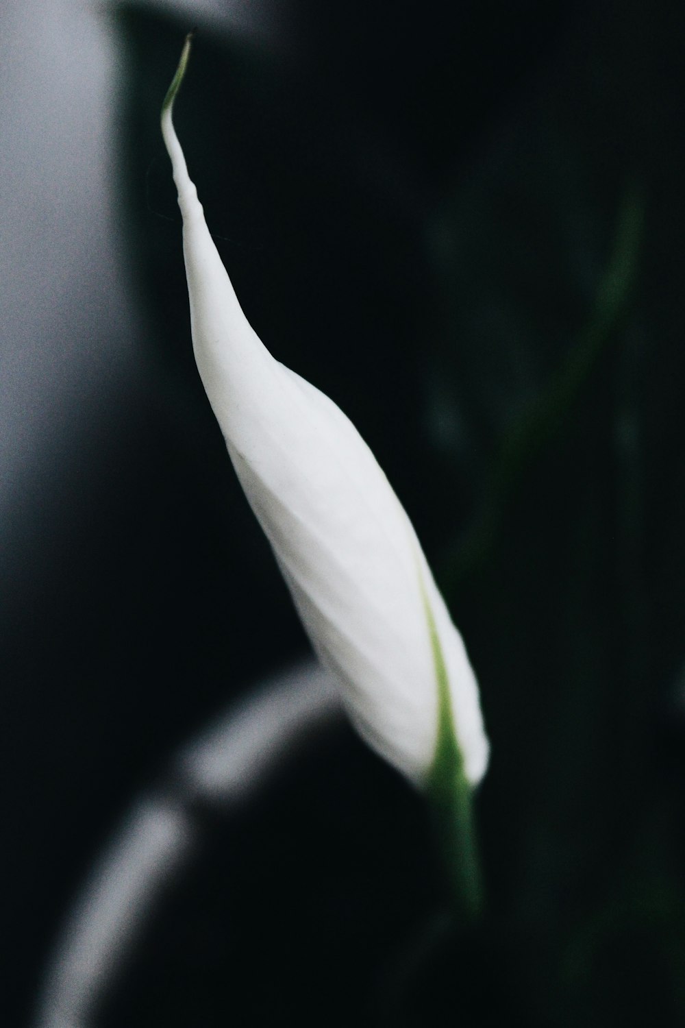 white flower bud in close up photography