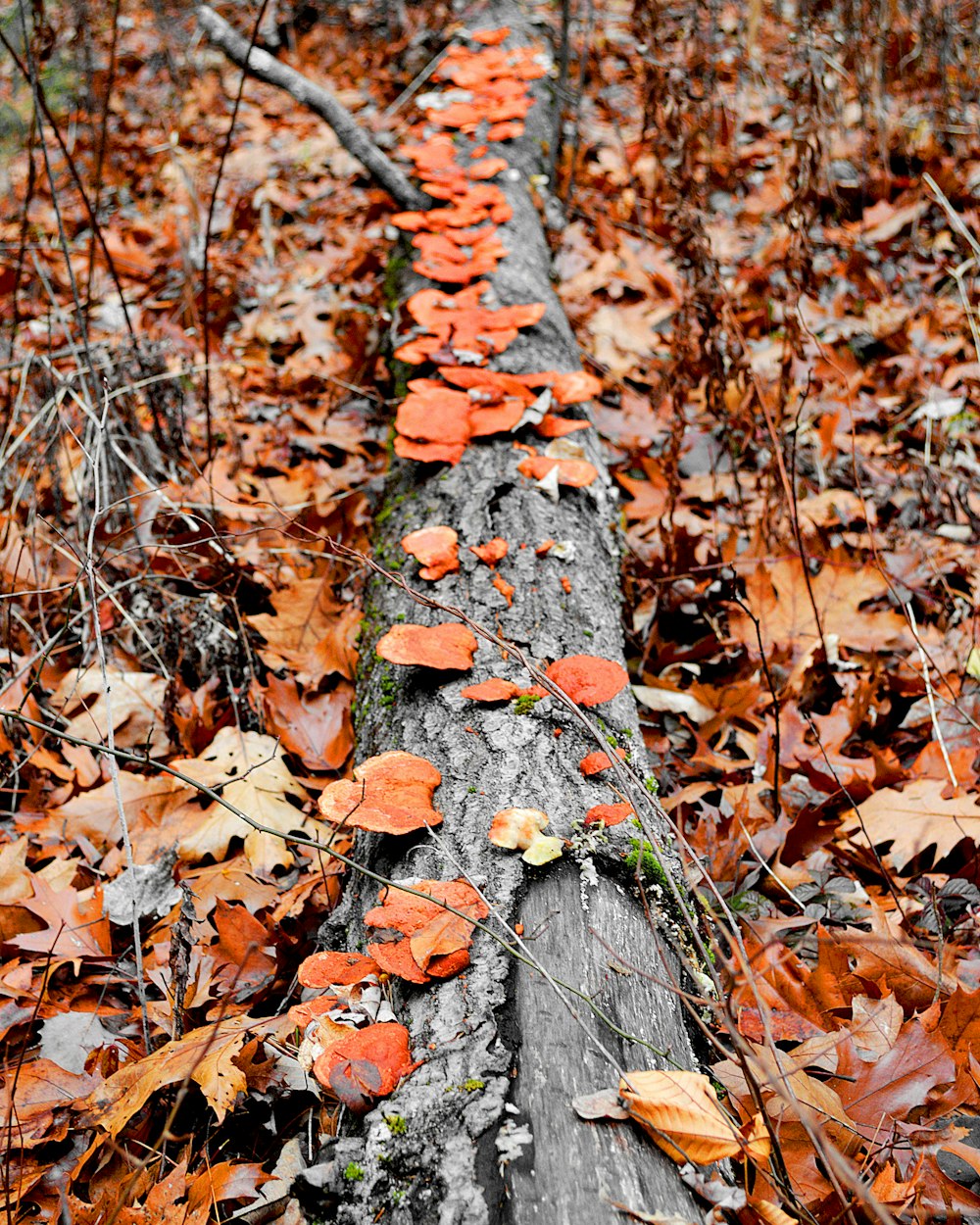 brown dried leaves on ground