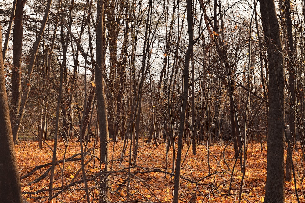 brown trees on brown field during daytime