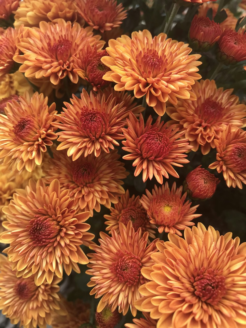 Flores amarillas y rojas en la fotografía con lente macro