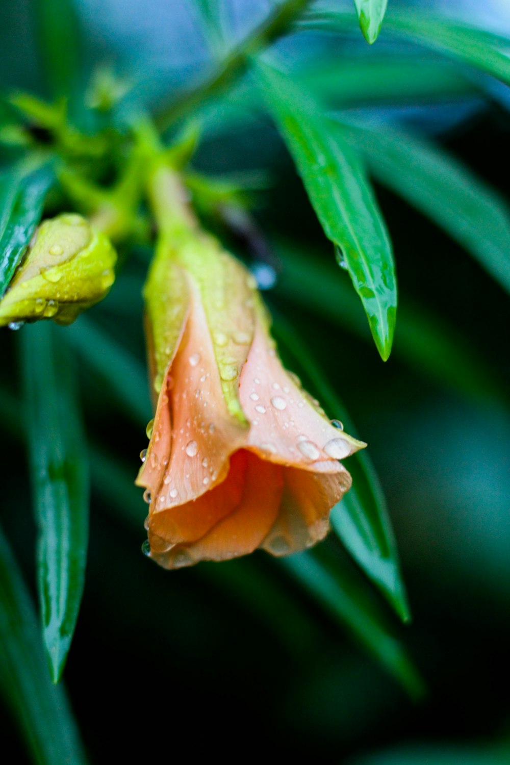 orange flower with green leaves