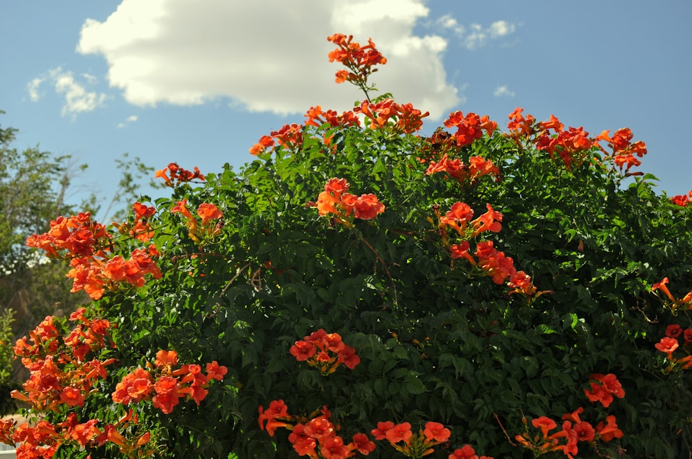 rote Blüten unter blauem Himmel tagsüber