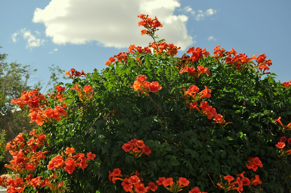 flores rojas bajo el cielo azul durante el día