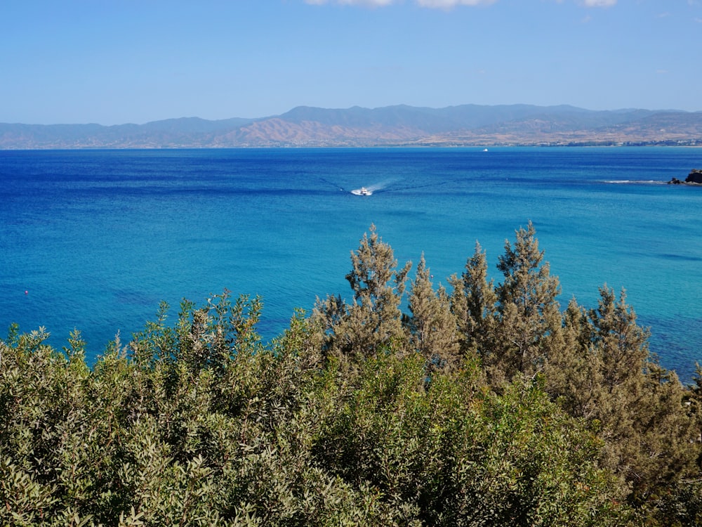 green trees near blue sea during daytime