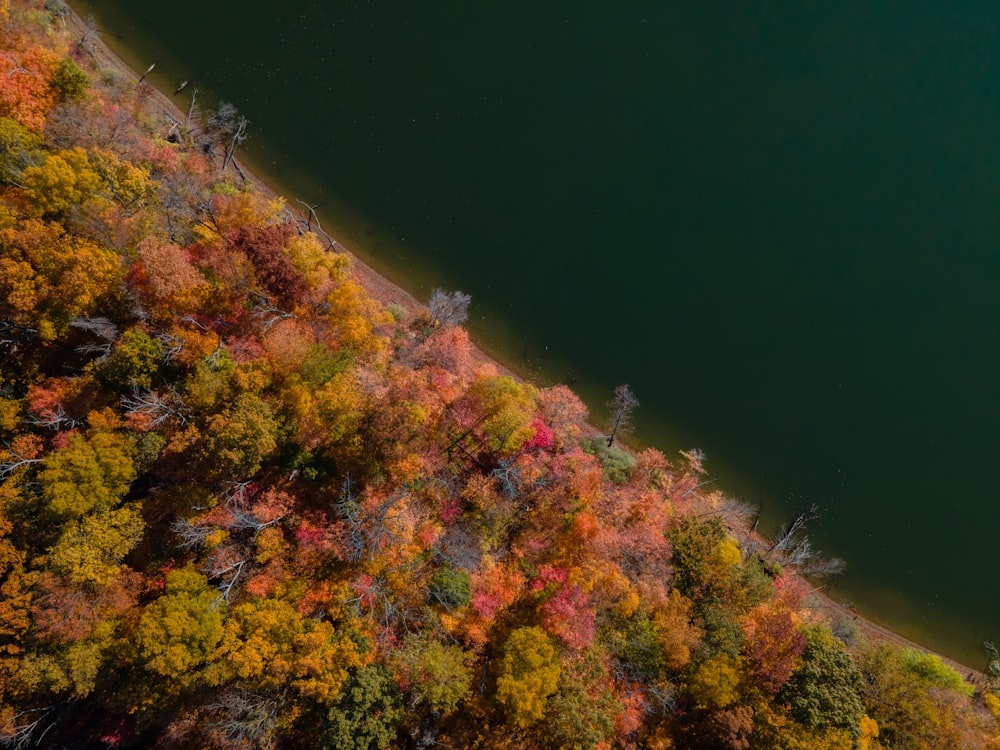 vista aérea de árvores verdes e amarelas ao lado do corpo de água durante o dia
