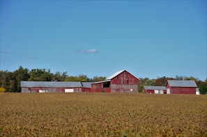 A series of red barns with gray roofs are situated on a farm landscape surrounded by an open field. The field appears to be filled with crops, and there's a line of trees in the background under a clear blue sky.