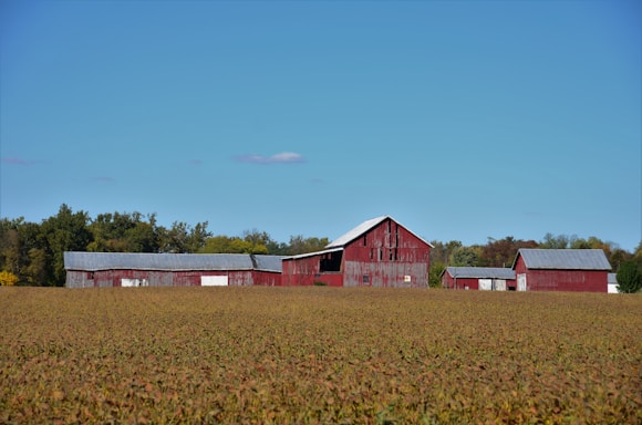 A series of red barns with gray roofs are situated on a farm landscape surrounded by an open field. The field appears to be filled with crops, and there's a line of trees in the background under a clear blue sky.