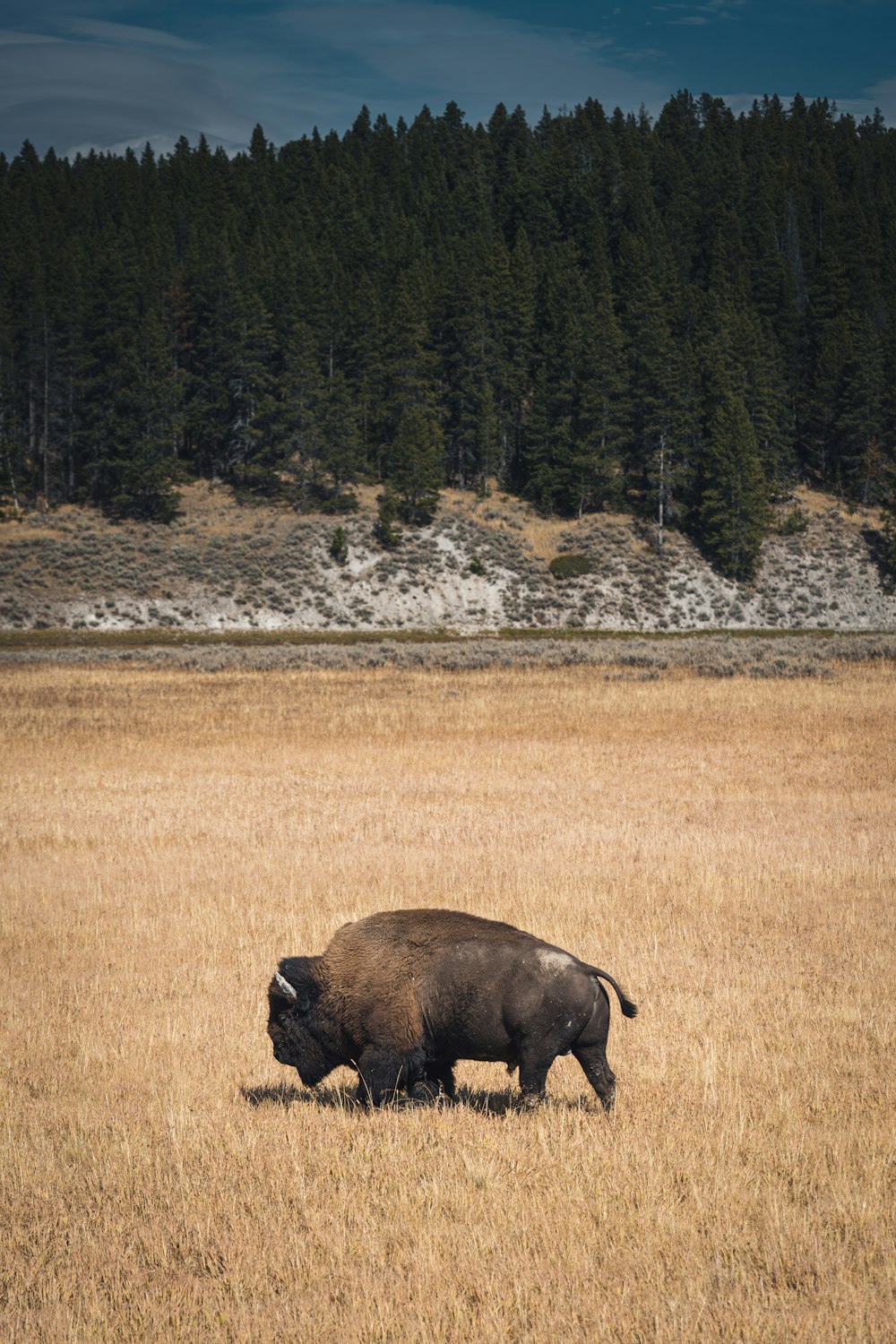 bison noir sur un champ d’herbe brune pendant la journée