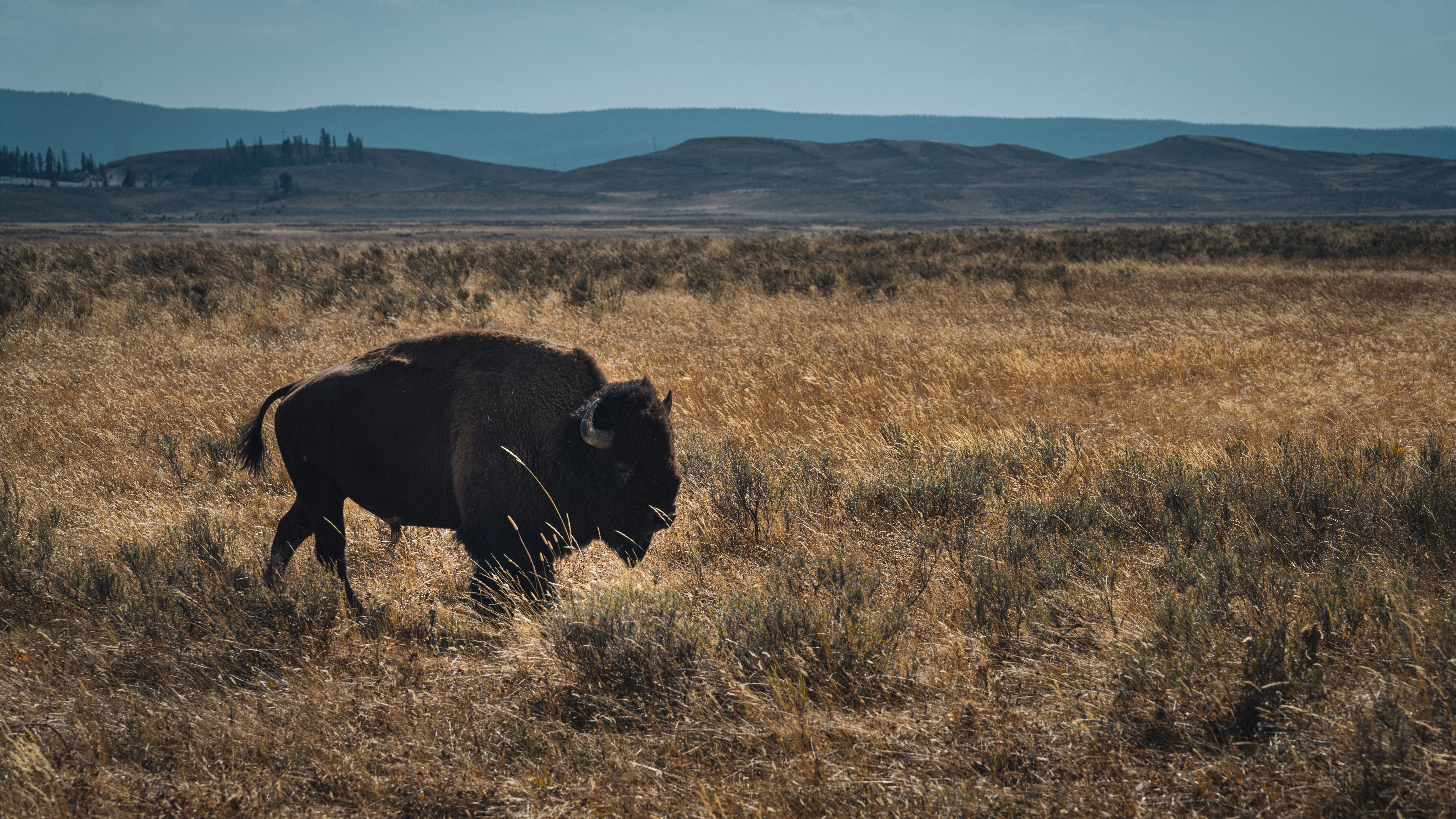 “Land of the Burning Ground”: The History and Traditions of Indigenous People in Yellowstone