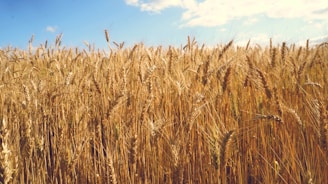 brown wheat field under blue sky during daytime