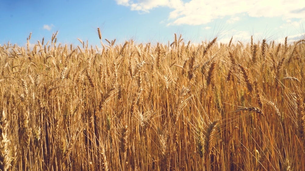 brown wheat field under blue sky during daytime