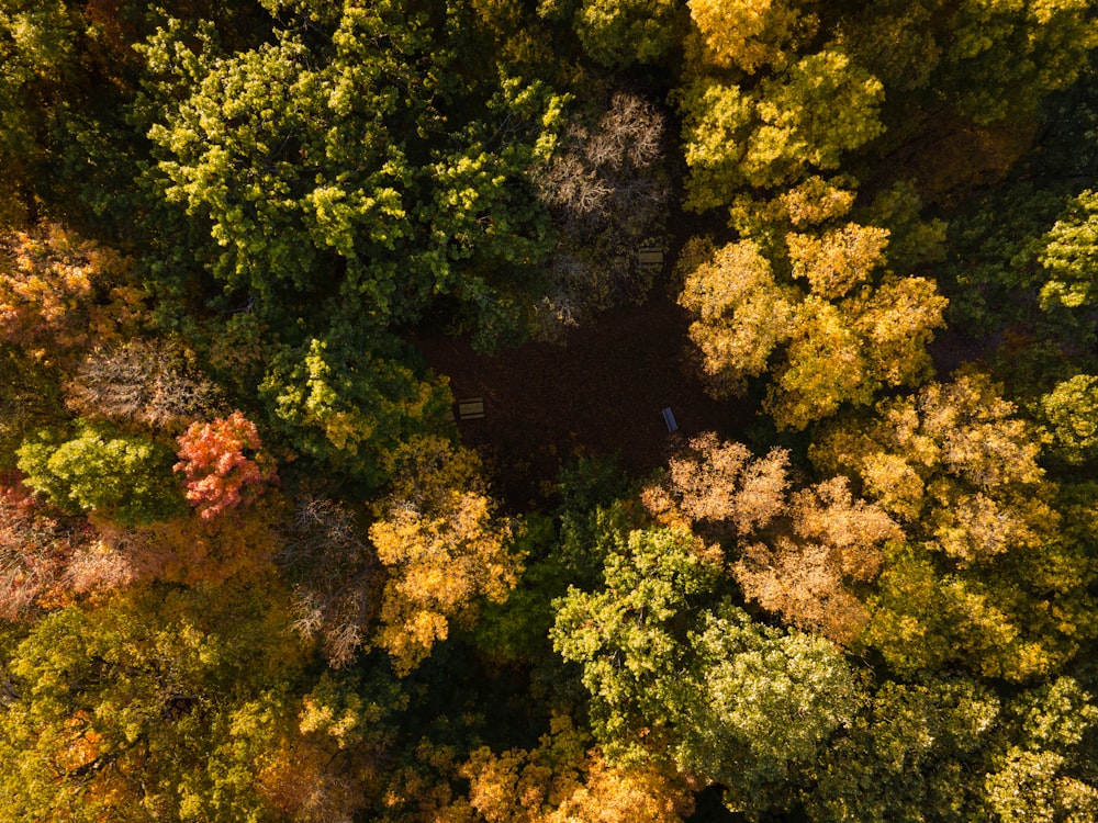 alberi verdi e gialli durante il giorno