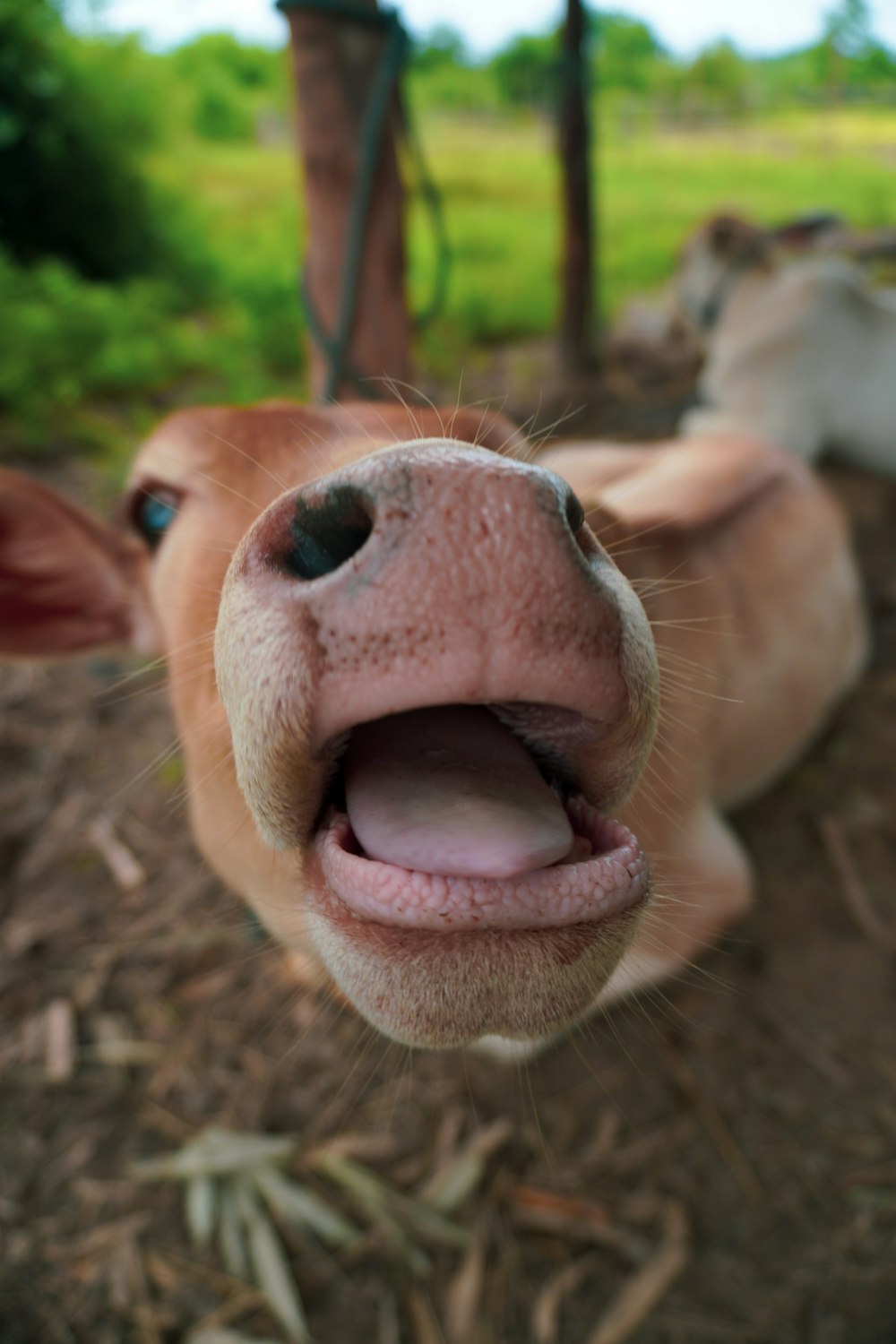 brown and white cow showing tongue