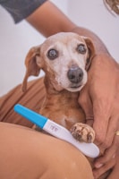 A small brown dog with large expressive eyes is held gently by a person's arm. The dog's fur is short and light brown, and it appears to be sitting on someone's lap. A pregnancy test with a blue cap showing two pink lines rests on the dog's paw. The scene suggests a playful or humorous situation.