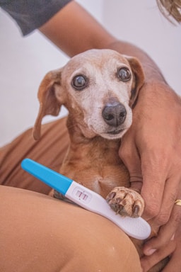 A small brown dog with large expressive eyes is held gently by a person's arm. The dog's fur is short and light brown, and it appears to be sitting on someone's lap. A pregnancy test with a blue cap showing two pink lines rests on the dog's paw. The scene suggests a playful or humorous situation.