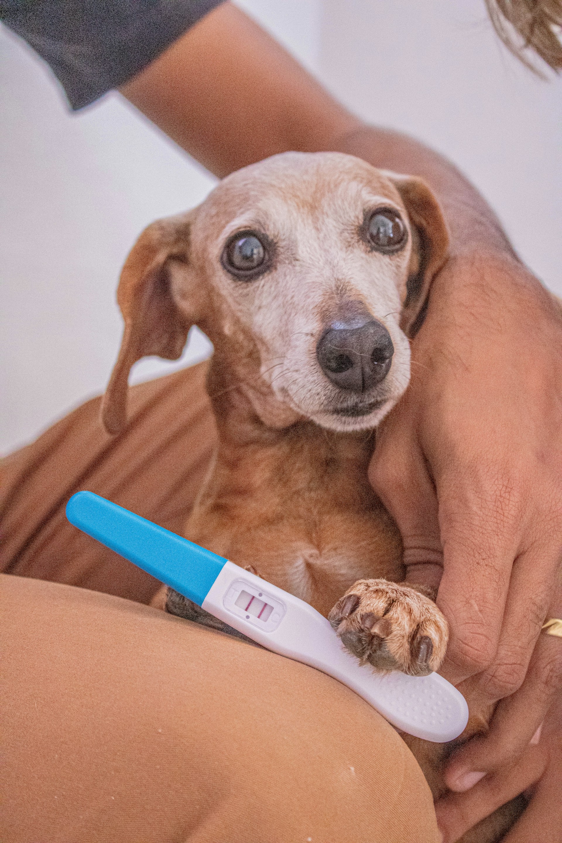 black and brown leather padded tub sofa