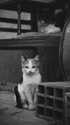 grayscale photo of cat on wooden bench