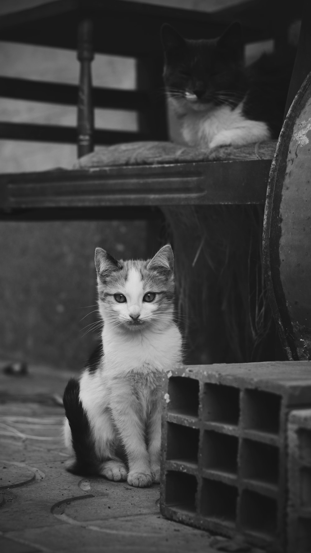 grayscale photo of cat on wooden bench