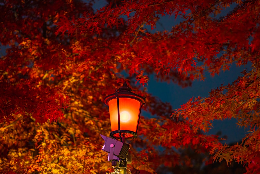 black street lamp near red and brown leaves tree