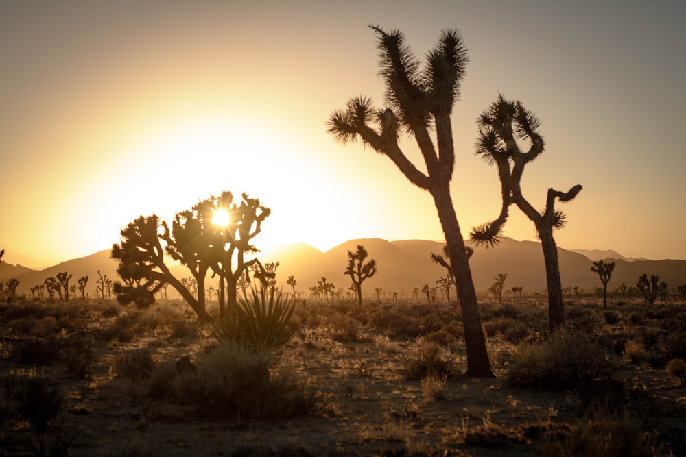 green trees on brown grass field during sunset