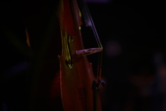A close-up view of a string instrument, likely a cello or double bass, under low light. The focus is on the strings and body, with a warm, dark ambiance.