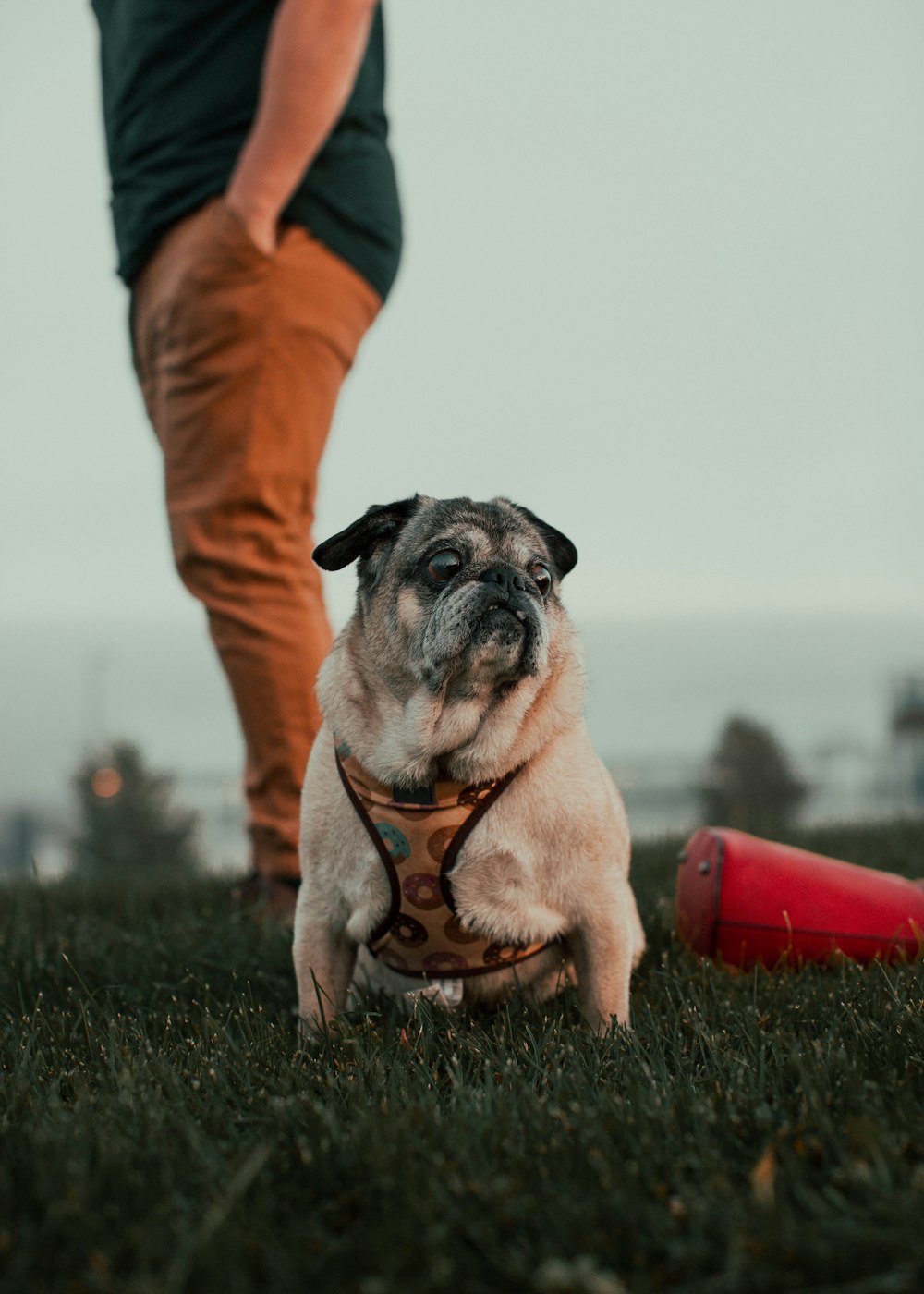 fawn pug on green grass field during daytime